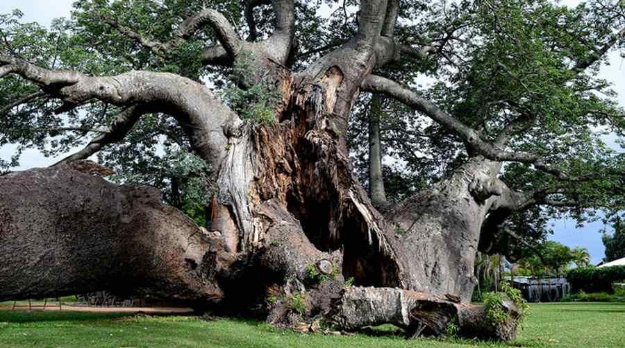 Baobabs – Africa’s oldest and most unusual trees are dying off