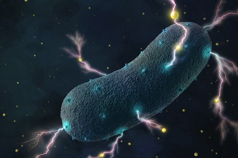 Electricity-generating bacteria found in human intestines