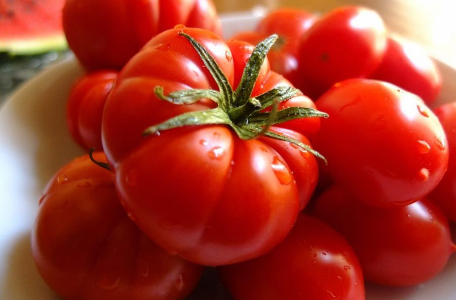 Tomato as spicy as a chili pepper Genetic engineering will add spiciness to it